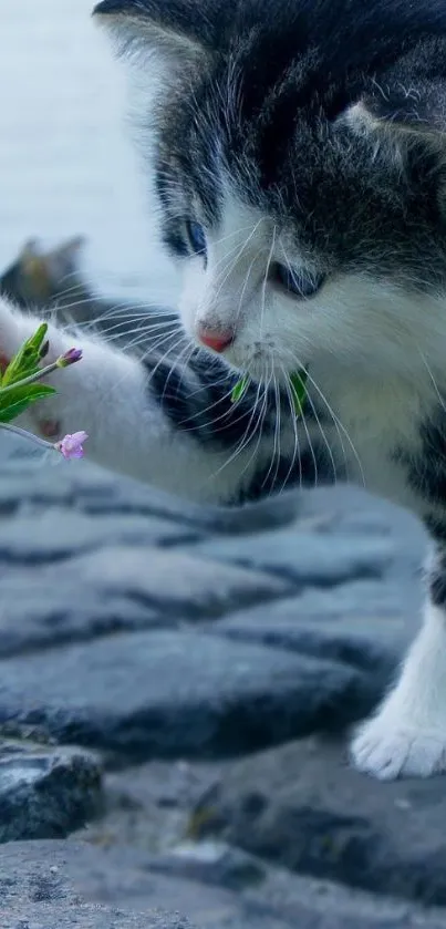 Cute kitten with paw extended towards a small flower by the water.