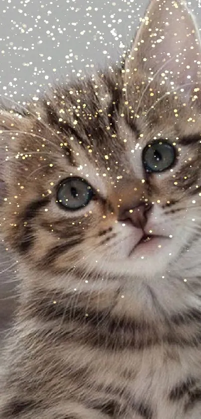 Cute tabby kitten with striking stripes looking curious.