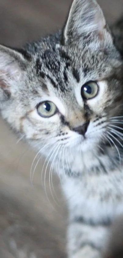 Adorable tabby kitten with big eyes in a phone wallpaper.