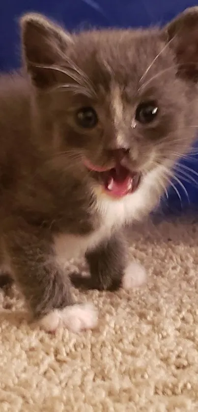 Adorable gray kitten on carpet wallpaper.