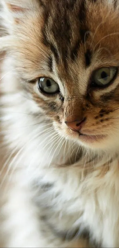 Adorable fluffy kitten looking down.