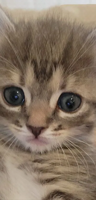 Close-up of an adorable kitten with big eyes and soft fur for phone wallpaper.