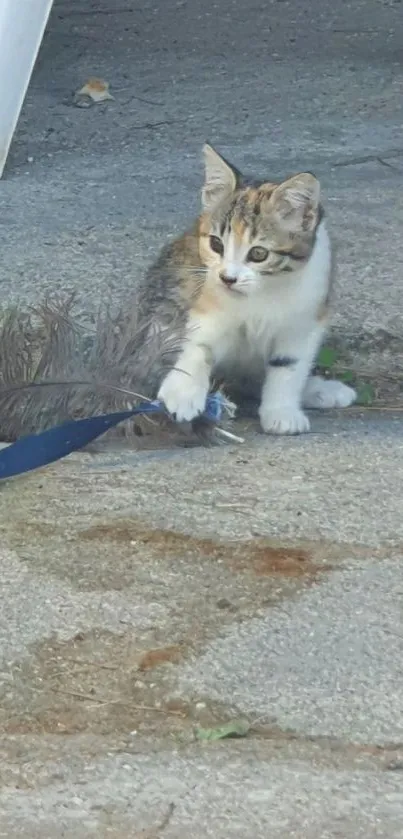 Adorable kitten playing with a feather on stone.