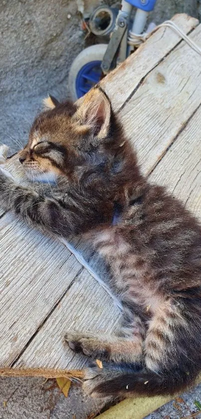 Cute kitten peacefully resting on wooden surface.