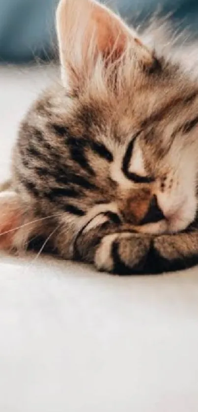 Adorable kitten sleeping peacefully on a comfy bed.