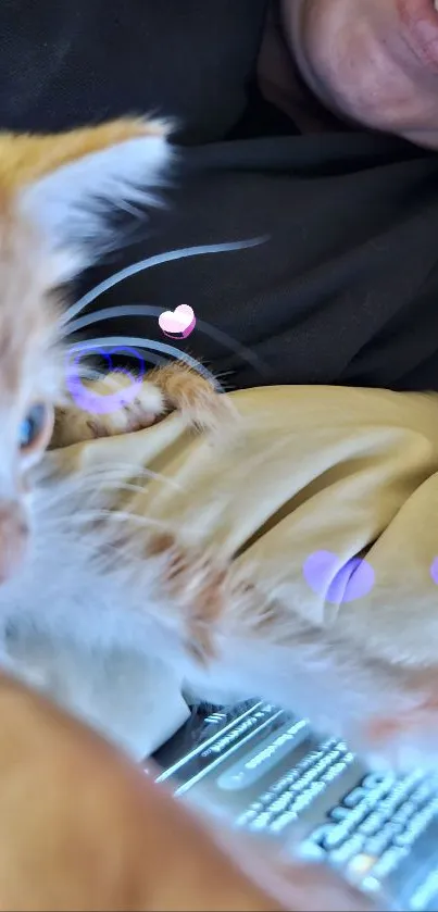 Cozy kitten enjoying snuggles with colorful hearts floating.