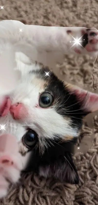 Fluffy kitten with sparkles on a beige background.