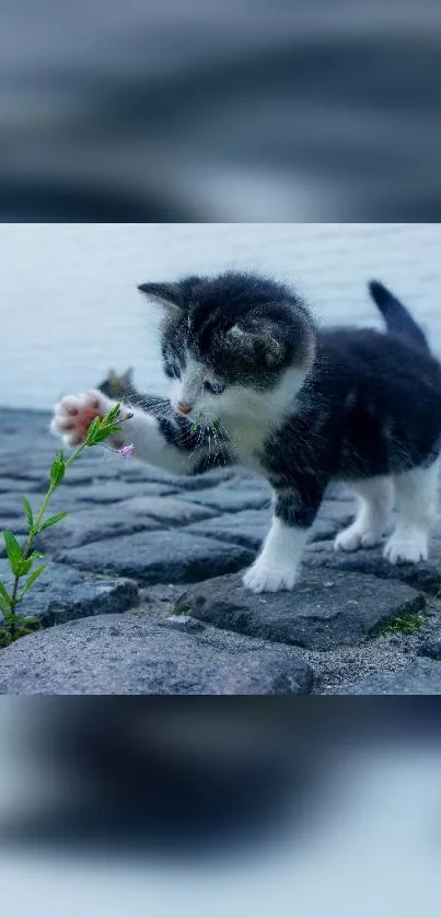 Playful kitten on cobblestone street reaching for a small flower.