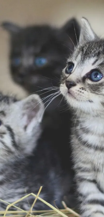 Three adorable kittens with blue eyes in a cute mobile wallpaper.