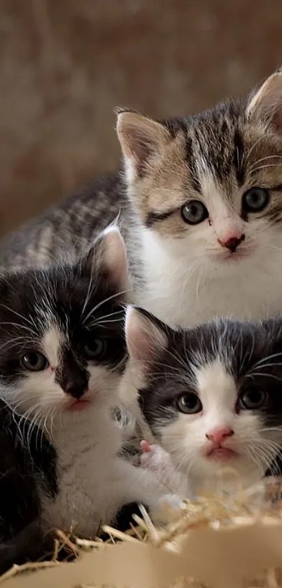 Three cute kittens cuddling closely in this wallpaper image.