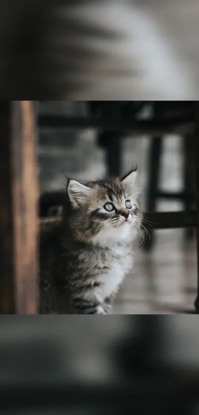 Adorable kitten under a wooden chair, looking up with curiosity.