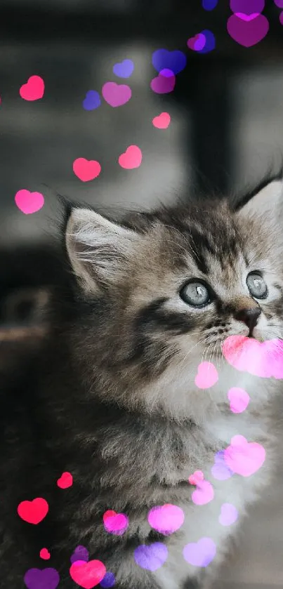 Cute gray kitten under a wooden chair looking up.