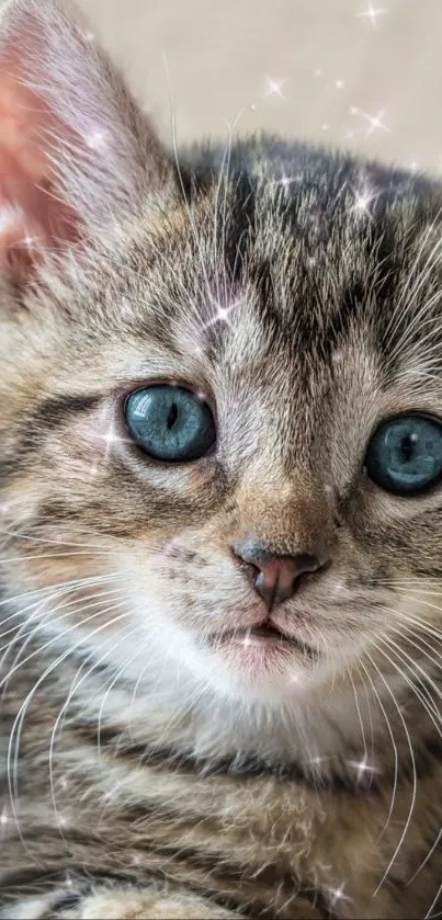 Adorable Kitten Wallpaper - free download