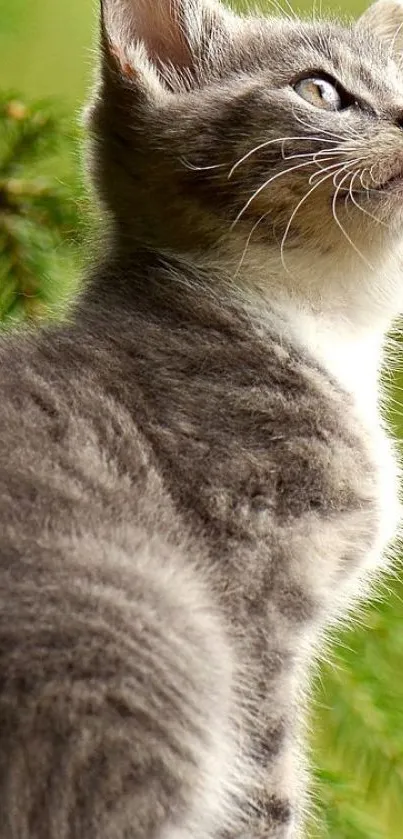 Curious gray kitten in lush green setting, looking upwards.