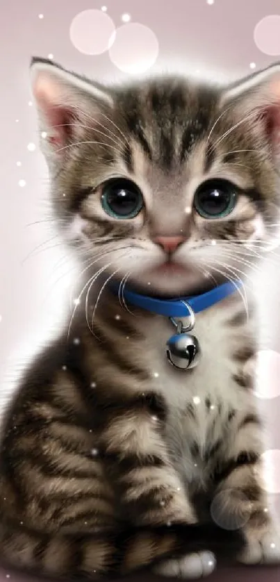 Adorable kitten with blue collar on pink background.