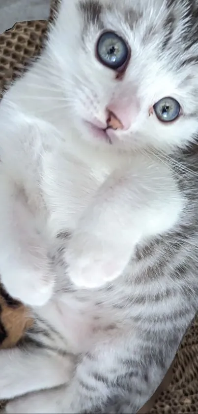 Fluffy gray and white kitten with blue eyes on cardboard.