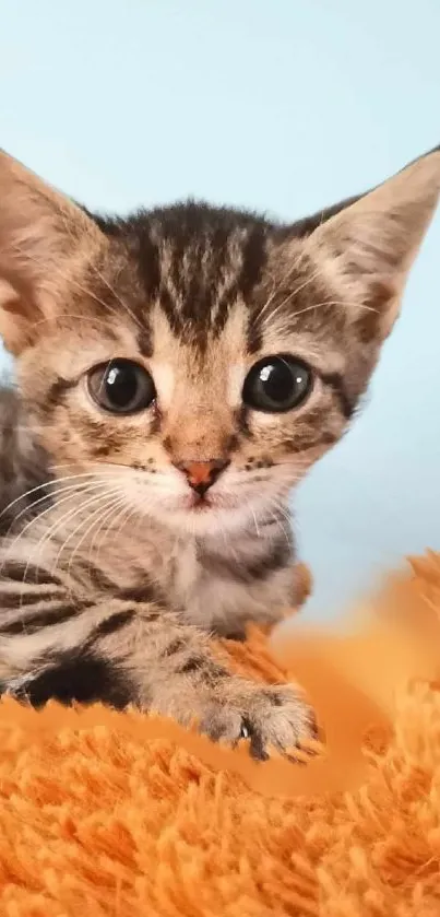 Adorable tabby kitten on orange blanket against a blue background.