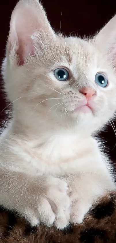 Adorable cream-colored kitten with blue eyes