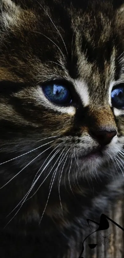 Adorable kitten with blue eyes in dark brown tones.