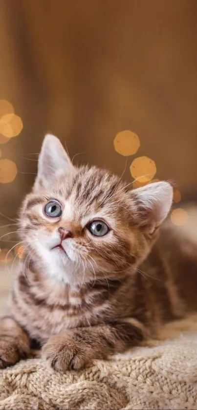 Cute brown kitten with bokeh effect background.