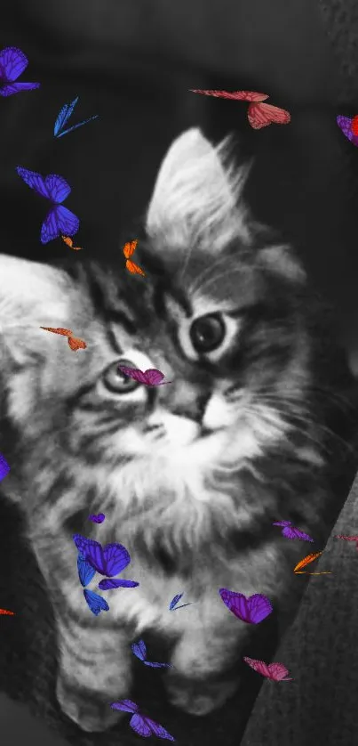 A cute kitten with colorful butterflies on a gray background.