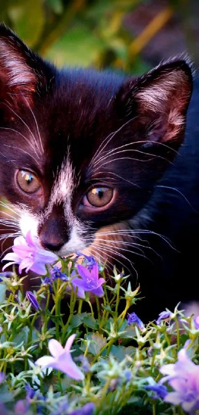 Black and white kitten sniffing purple flowers in the garden.