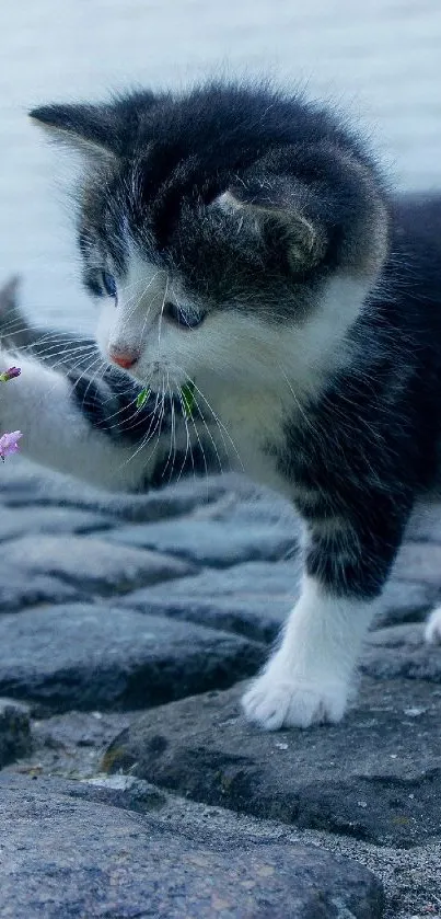 Cute kitten pawing at a flower on cobblestones.