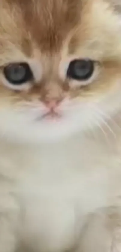 Adorable fluffy kitten sitting indoors.