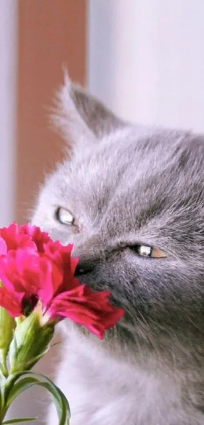 Grey kitten sniffing a pink flower with a soft focus.