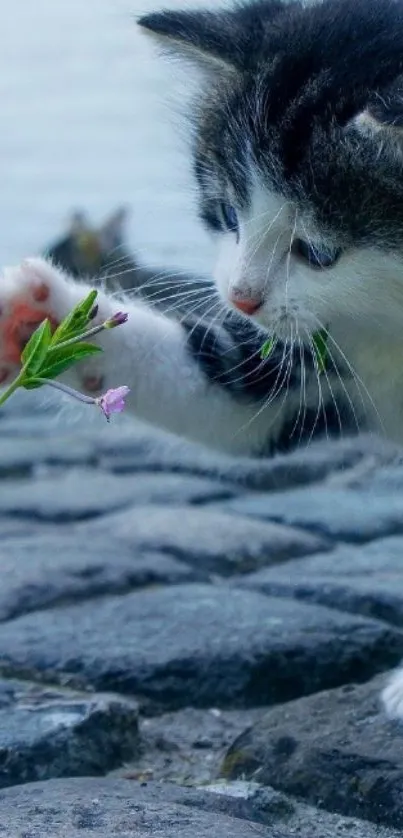 Adorable kitten touches a purple flower on a stone path.