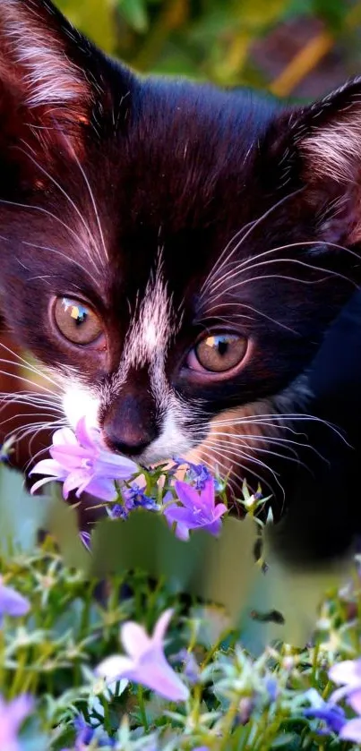 Black and white kitten with purple flowers.