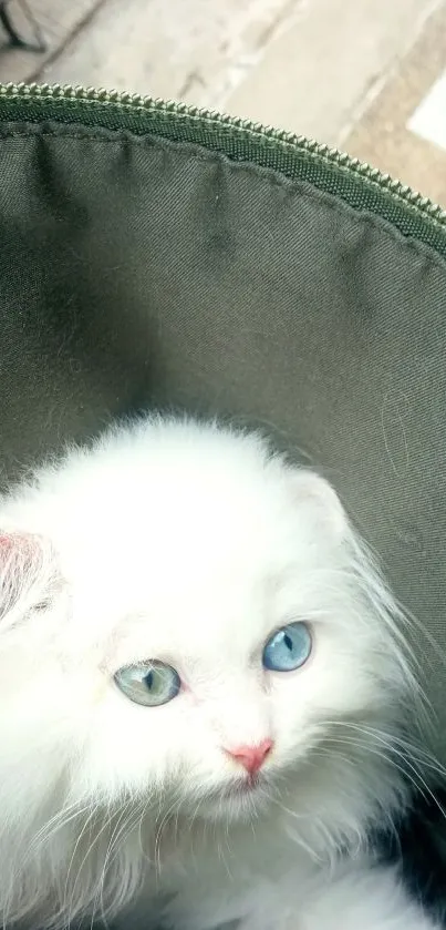 Fluffy white kitten with striking different-colored eyes peering out adorably.