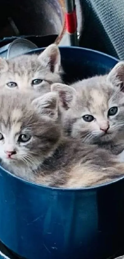 Three adorable kittens snug in a blue bucket, perfect for wallpaper.