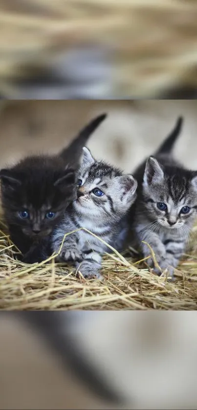 Three cute kittens with blue eyes resting in cozy hay.