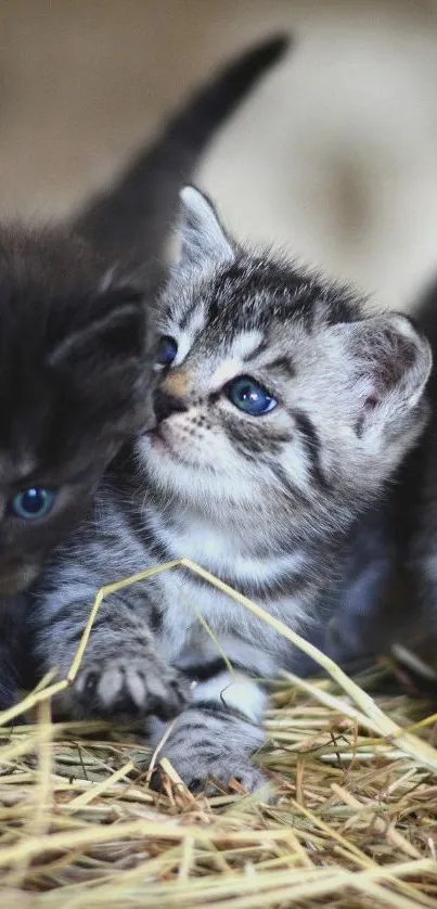 Adorable kittens playing in hay.