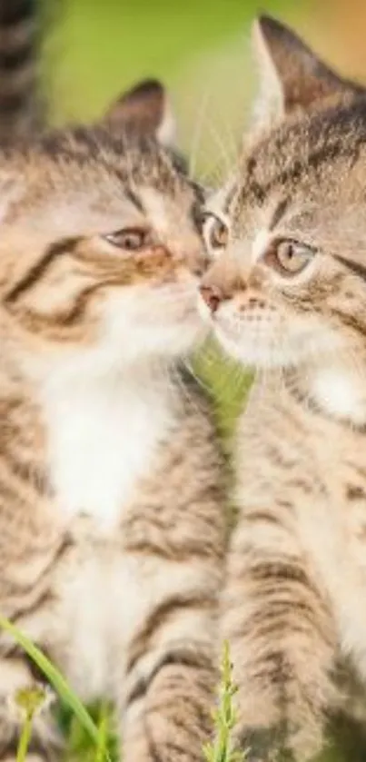 Two adorable kittens playfully nuzzling in a natural setting.