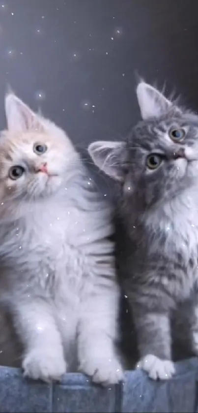 Fluffy kittens in a soft blue-gray light, perfect as a mobile wallpaper for cat lovers.