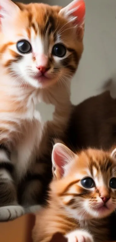 Adorable kittens with bright eyes in warm tones mobile wallpaper.