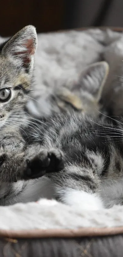 Adorable kittens cuddling in a cozy bed.