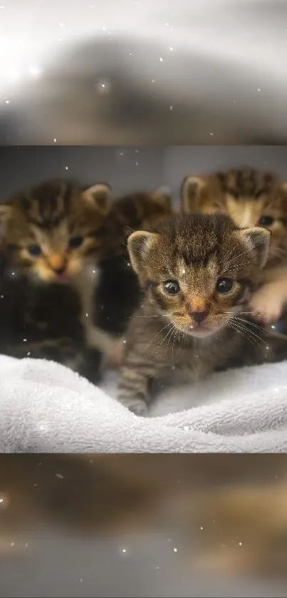 Adorable group of kittens snuggled together, perfect for a mobile wallpaper.