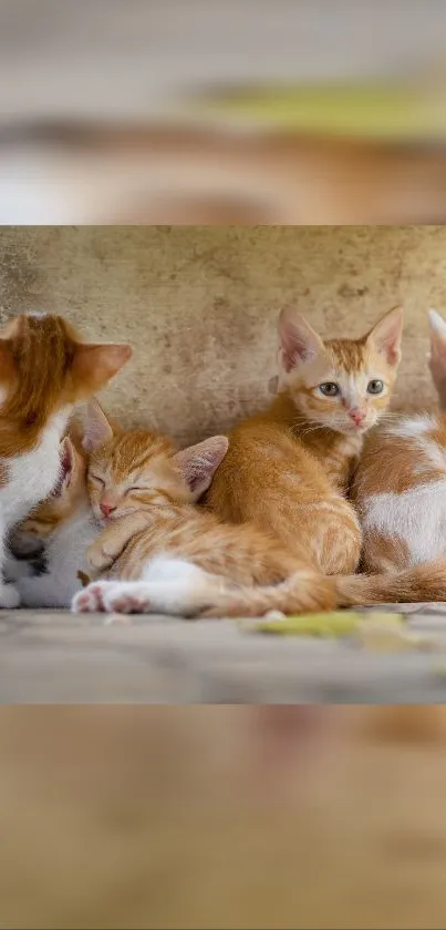 Adorable orange kittens resting together on a cozy surface.