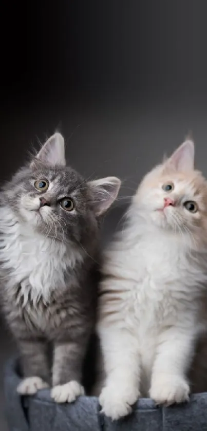 Two adorable kittens sitting in a woven basket, perfect for mobile wallpaper.