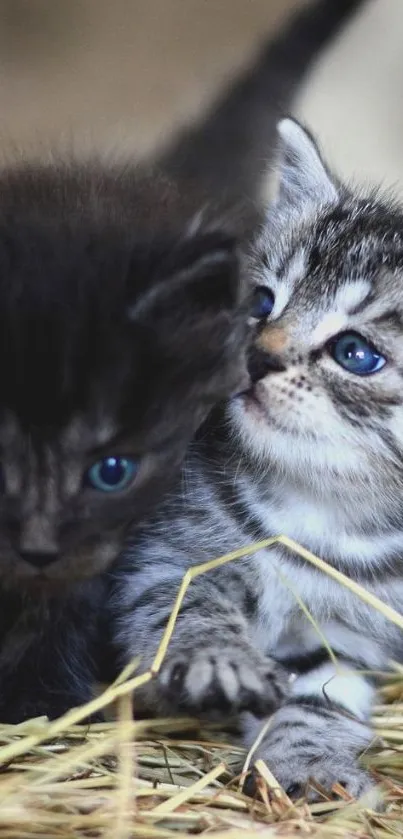 Two adorable kittens with blue eyes on soft straw.