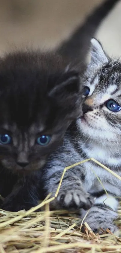 Two adorable kittens resting on straw, one gray and one black, with blue eyes.