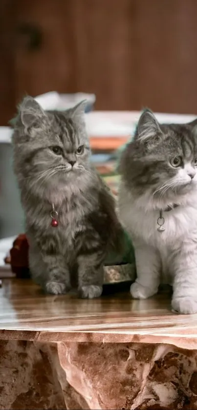 Two fluffy kittens sit adorably on a marble table.