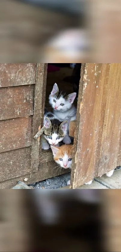 Three kittens peeking out through a wooden door in a rural setting.