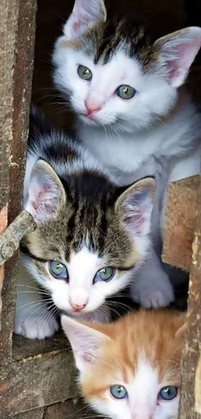 Three kittens peeking through wooden planks, creating a cute scene.