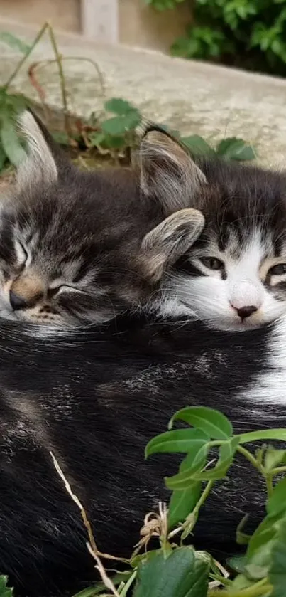 Two kittens snuggling among green leaves.