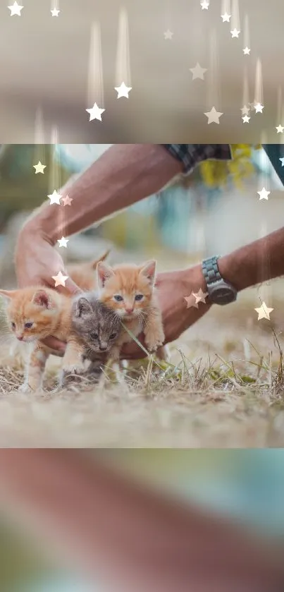 Three kittens in nature with star overlays in a mobile wallpaper.