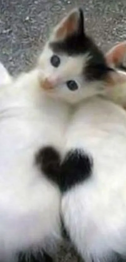 Two kittens with heart-shaped tails cuddling on a textured background.